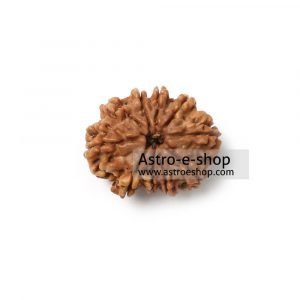 Rudraksha 10