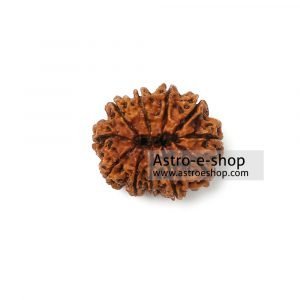 Rudraksha 11
