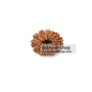 Rudraksha 12