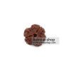 Rudraksha 3