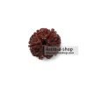 Rudraksha 5