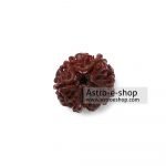 Rudraksha 5