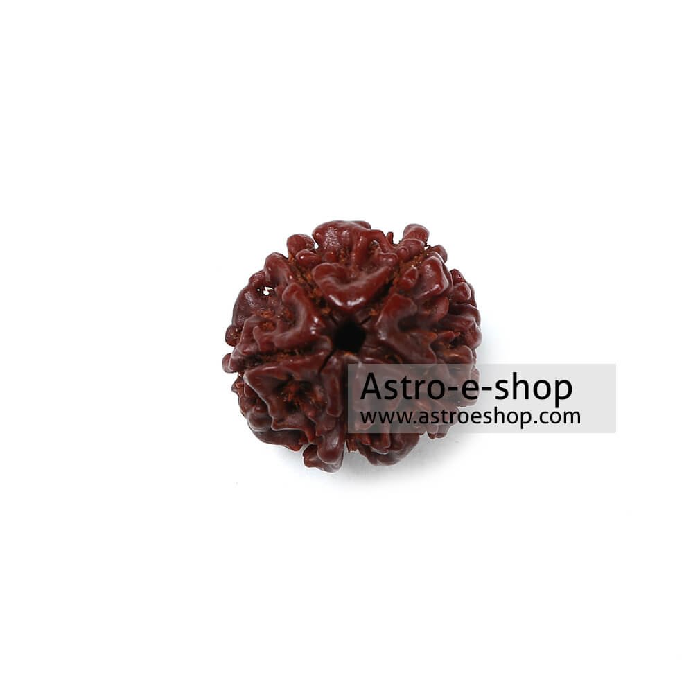 Rudraksha 5