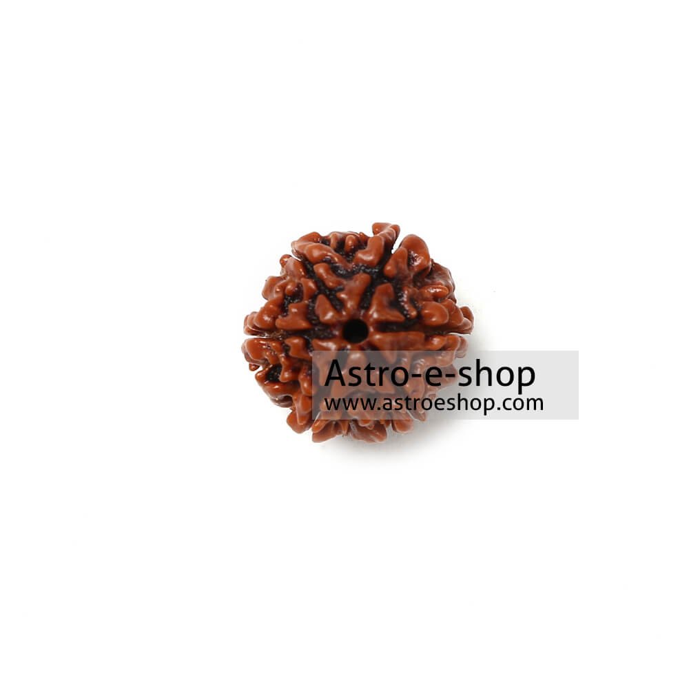 Rudraksha 6