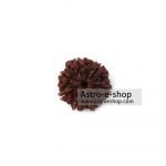 Rudraksha 7