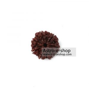 Rudraksha 7