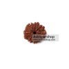 Rudraksha 8