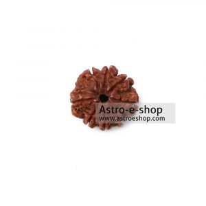 Rudraksha 8