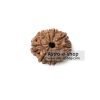 Rudraksha 9