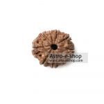 Rudraksha 9