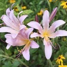 
lily flower in hindi