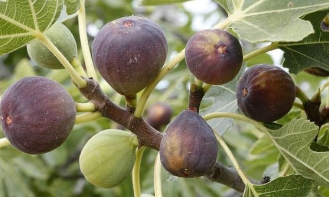 Divine tree is sycamore, know its surprising benefits.