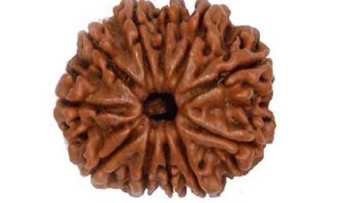 Wear 12 Mukhi Rudraksha in Pushya Nakshatra on the first day of the year - astroeshop