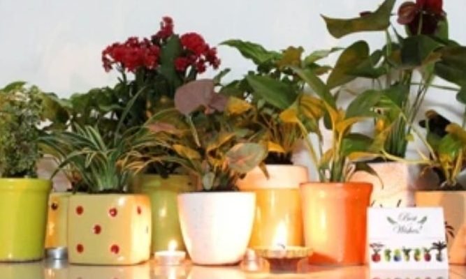 If you plant these plants on Deepawali, there will never be a shortage of money