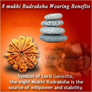 8 Mukhi Rudraksha| Astroeshop Rudraksha| 