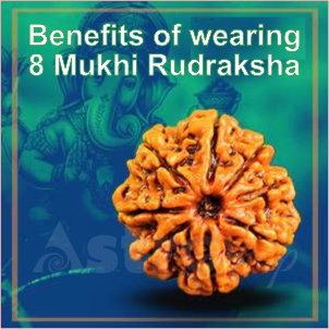 8 Mukhi Rudraksha| Benefits of rudraksha|