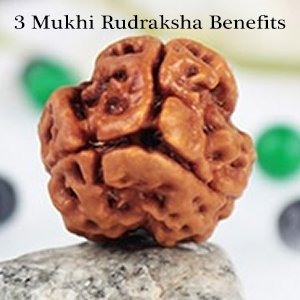 Benefits of 3 Mukhi Rudraksha| Rudraksha| Three faced Rudraksha|