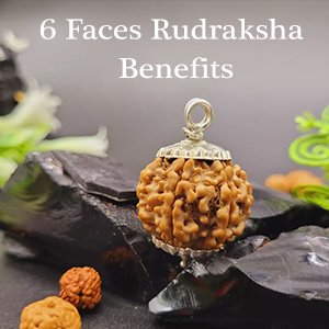Six Mukhi Rudraksha | Six Faced Rudraksha| Astroeshop 6 Mukhi Rudraksha| Rudraksha|