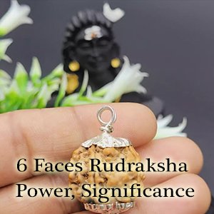 Six Mukhi Rudraksha | Six Faced Rudraksha| Astroeshop 6 Mukhi Rudraksha| Rudraksha|