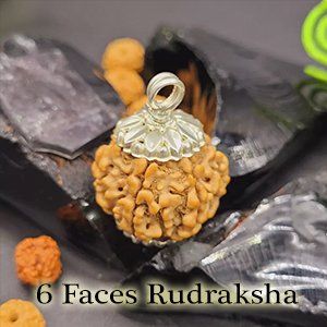 Six Mukhi Rudraksha | Six Faced Rudraksha| Astroeshop 6 Mukhi Rudraksha| Rudraksha|