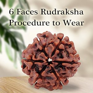 Six Mukhi Rudraksha | Six Faced Rudraksha| Astroeshop 6 Mukhi Rudraksha| Rudraksha|