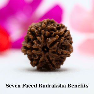Seven-Faced Rudraksha Benefits, Mantra, Authenticity| Astroeshop 7 mukhi rudraksha| Rudraksha|