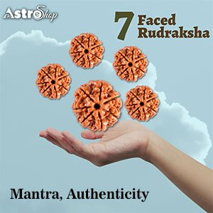 Seven-Faced Rudraksha Benefits, Mantra, Authenticity| Astroeshop 7 mukhi rudraksha| Rudraksha|