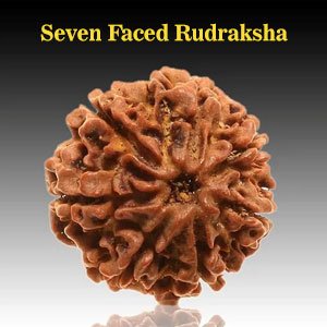 Seven-Faced Rudraksha Benefits, Mantra, Authenticity| Astroeshop 7 mukhi rudraksha| Rudraksha|