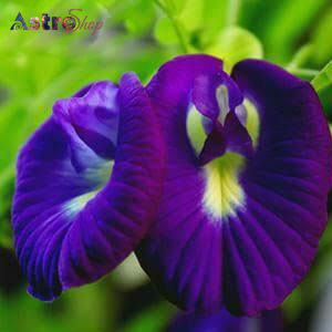 Benefits of Aparajita Flower Benefits of Aparajita Flower