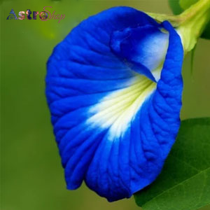 Decorative and Aesthetic Uses Decorative and Aesthetic Uses